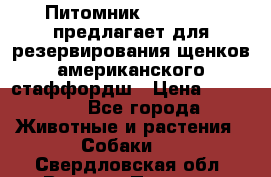 Питомник KURAT GRAD предлагает для резервирования щенков американского стаффордш › Цена ­ 25 000 - Все города Животные и растения » Собаки   . Свердловская обл.,Верхняя Пышма г.
